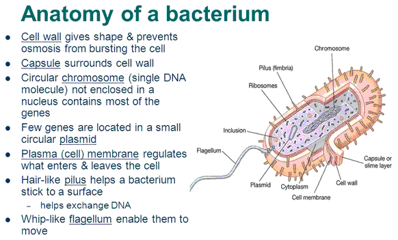 Anatomy of a Bacteria Cell